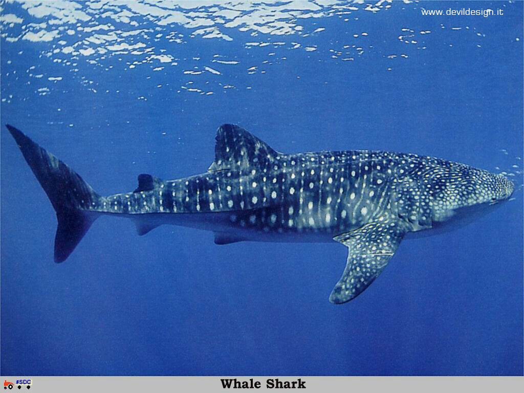 GCSR017-Whale_Shark copia